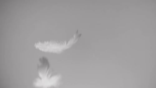 White Feathers Gently Falling on Gray Background