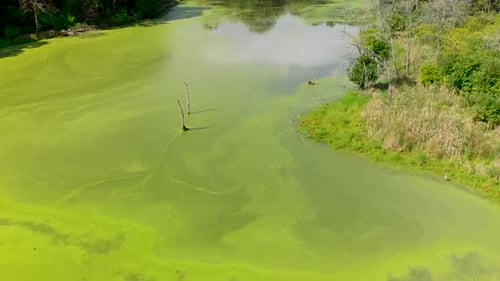 vol en avant bas vol en gros plan par Drone au-dessus d'un lac couvert d'algues 4k