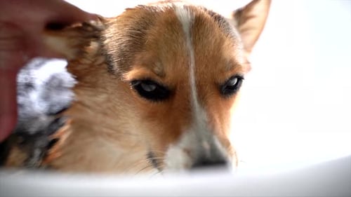 perro corgi bañándose