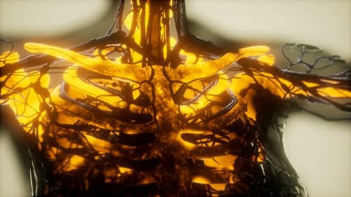 Human Skeleton Bones Scan Glowing