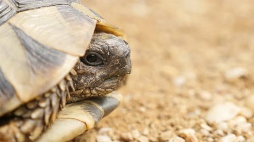Turtle Testudo Hermanni cachant la tête dans une armure, vidéo UltraHD 4K 2160p - Testudo graeca sticking ou