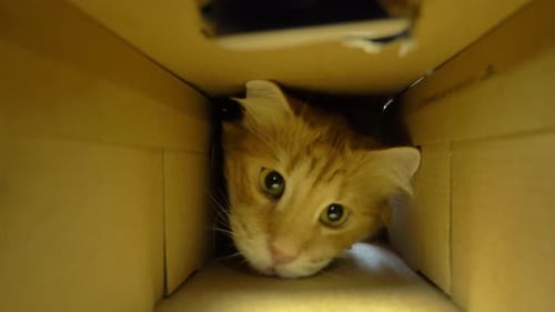 Ginger Cat Looking Out From Inside Cardboard Box