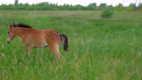 Family of Ginger Horses Mother and Colt Grazing in Nature