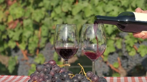 Rotwein im Glas im Weinberg