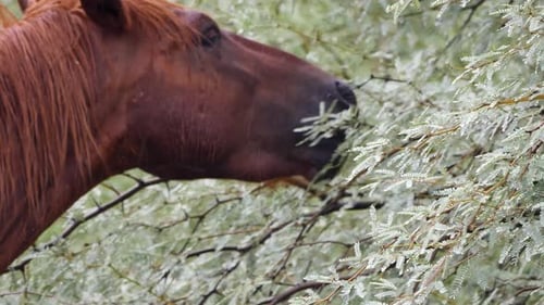 Brown Horse Eats Branches in a Tree