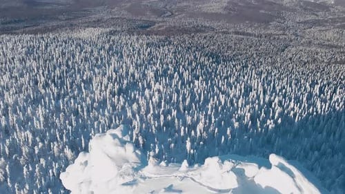 Horizonless Forest and Frozen Trees Covered with Snow on Clear Sunny Day in Winter