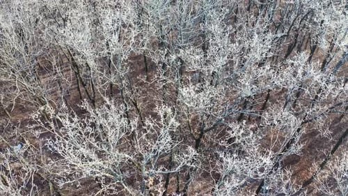 Forest in winter time. Aerial view on forest landscape in winter season