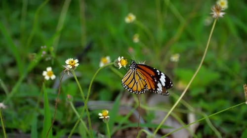 Monarch Butterfly on Flower