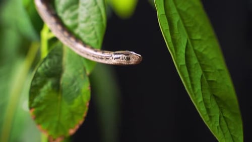 Snake Sticking out Tongue on Green Leaves
