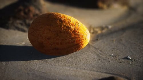 Melon du désert sur la plage de sable