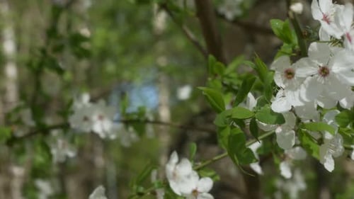 Blumen der weißen Kirsche