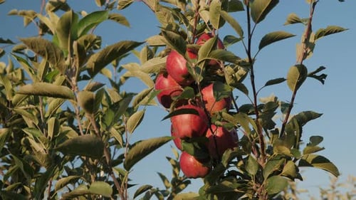 Apples on a Branch of an Apple Tree in the Garden