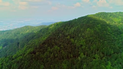 Aerial Drone Forest (2K)