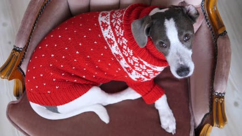Top View of Small Dog with Funny Ear in Warm Sweater in Chair