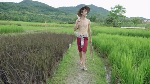 Asian Farmer Walking In His Rice Field