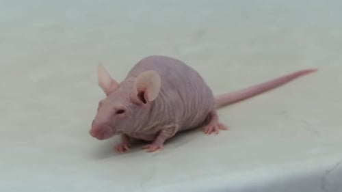 Hairless Laboratory Mouse