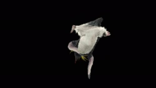 Penguin Dancing 4K