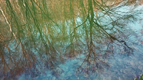 Wald & See