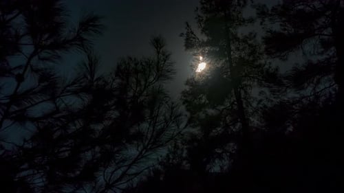 Moonlight Shining Through Silhouetted Pine Trees at Night