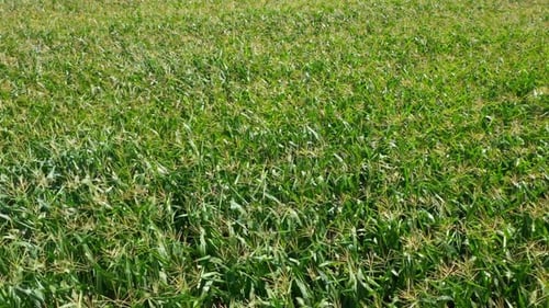 Aerial View Corn Field Background