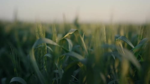 Green Wheat Spikelets Growing Field Closeup