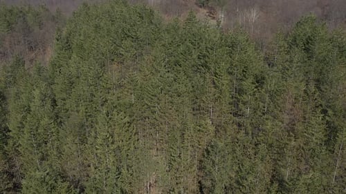 Grüne Baumwipfel des immergrünen Waldes 4K-Luftbildvideo