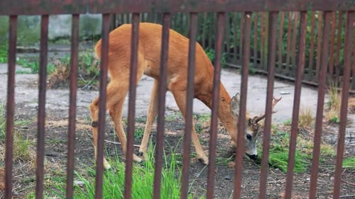 Junge Hirsche grasen auf einer Farm mit wilden Tieren.