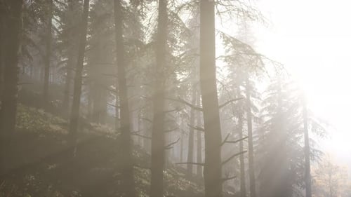 Calm Moody Forest in Misty Fog in the Morning