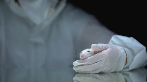 Gloved Hands with Lab Rat and Pill