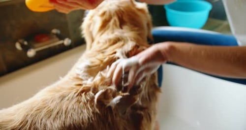 Woman applying shampoo on her dog in bathroom 4k