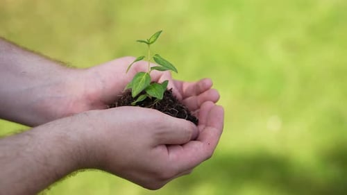 Holding Green Plant in Hands 78