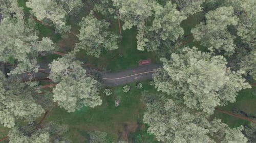 Big green city park surrounded by pine trees. Bike and pedestrian sign on sidewalk in parkland