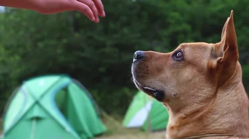 Maître dressant de nouvelles commandes à son chien