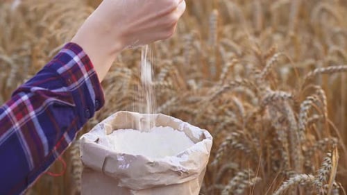 Close Up Of Miller Or Baker's Hand Applying Flour On Field, Woman, Large Bag Of Organic Flour