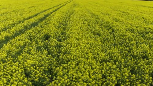 Aerial View: Camera Movement To the Left. Yellow Canola Field. Field of Blooming Rapeseed Aerial