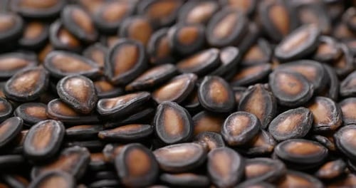 Black water melon dry seed