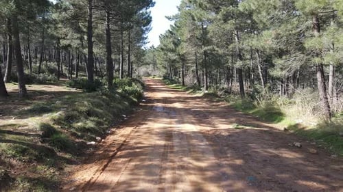 Aerial View Road with Green Forest