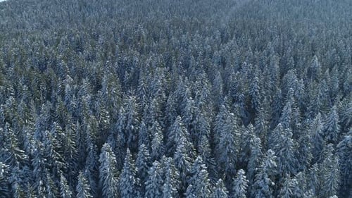 Aerial View of the Snow-covered Spruce Forest