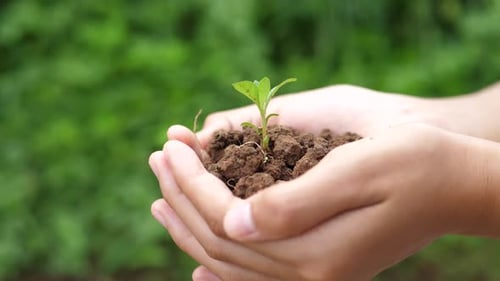 Kid's Hand With Young Plant In Soil