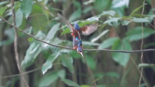 Le couple de martin-pêcheur à oreilles bleues