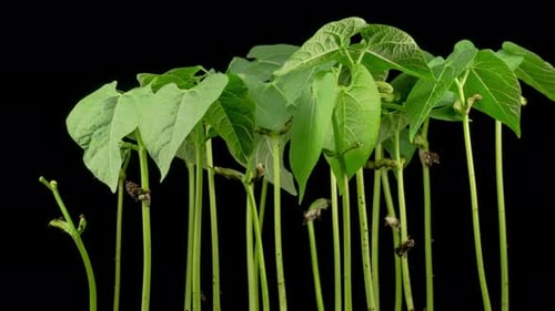Green Beans Growing on Black Background