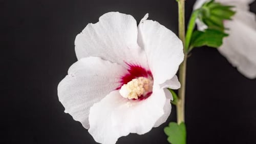 White Flower Blooming in Time Lapse on Black