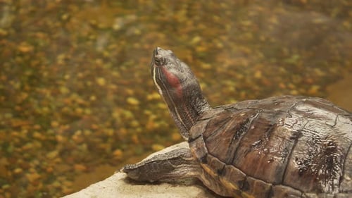 4k Slider Turtle bleibt wachsam mit erhobenem Kopf aus dem Wasser. Rotohr-Schieberegler (Trachemys scripta