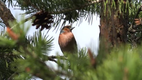 Kleiner brauner Vogel auf dem Ast