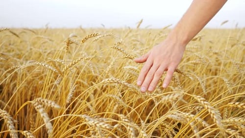 Nahaufnahme einer männlichen Hand, die sich in Zeitlupe auf reifen Weizenähren in einem Feld bewegt