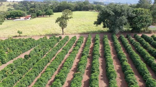 Aerial View of Green Agricultural Farmland in Daytime