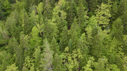 green forest, pine trees, drone is flying on the trees, deep forest and wild life
