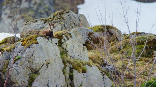 Un rebeco está sentado en lo alto de una roca mirando hacia el valle