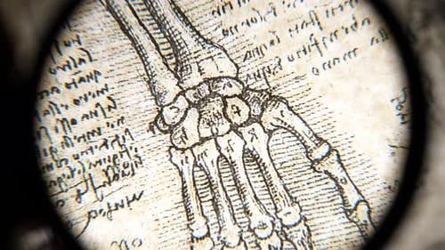 Anatomy art