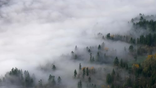 Coniferous Forest In The Mountain Covered With Thick Fog And Clouds. - aerial